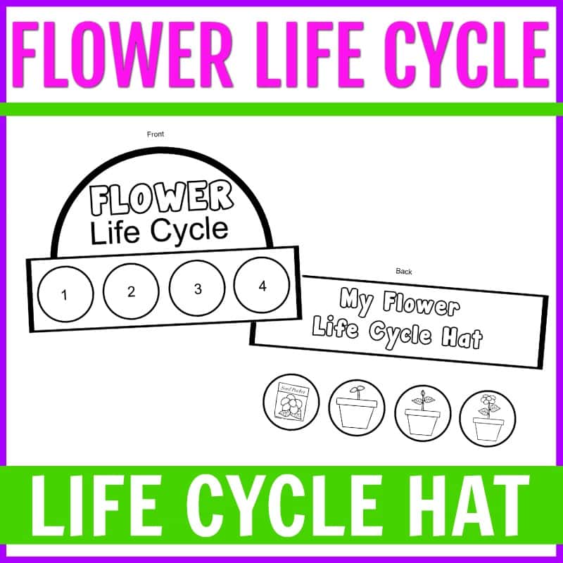 Life Cycle of a Flower Hat