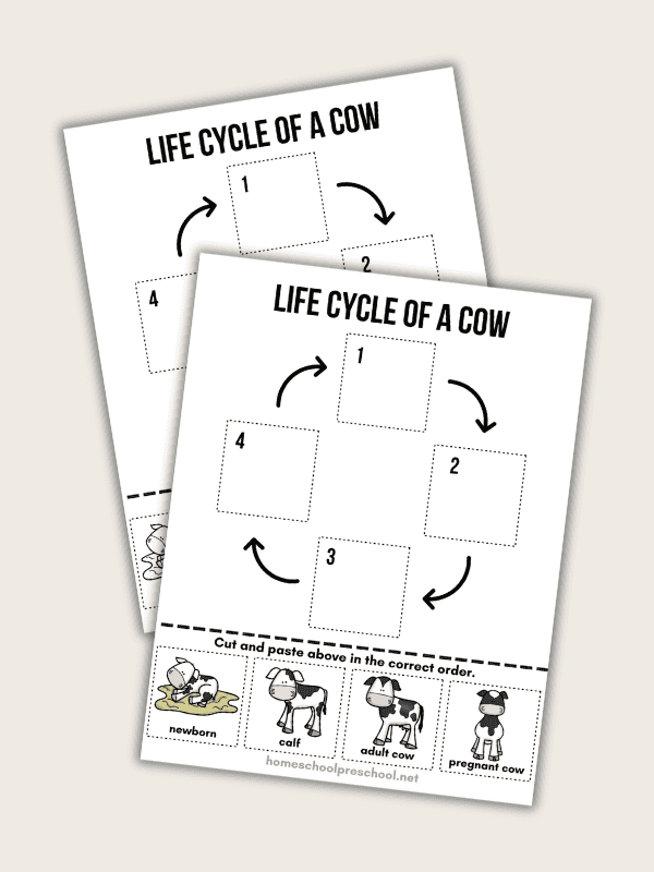 Life Cycle of a Cow for Kids