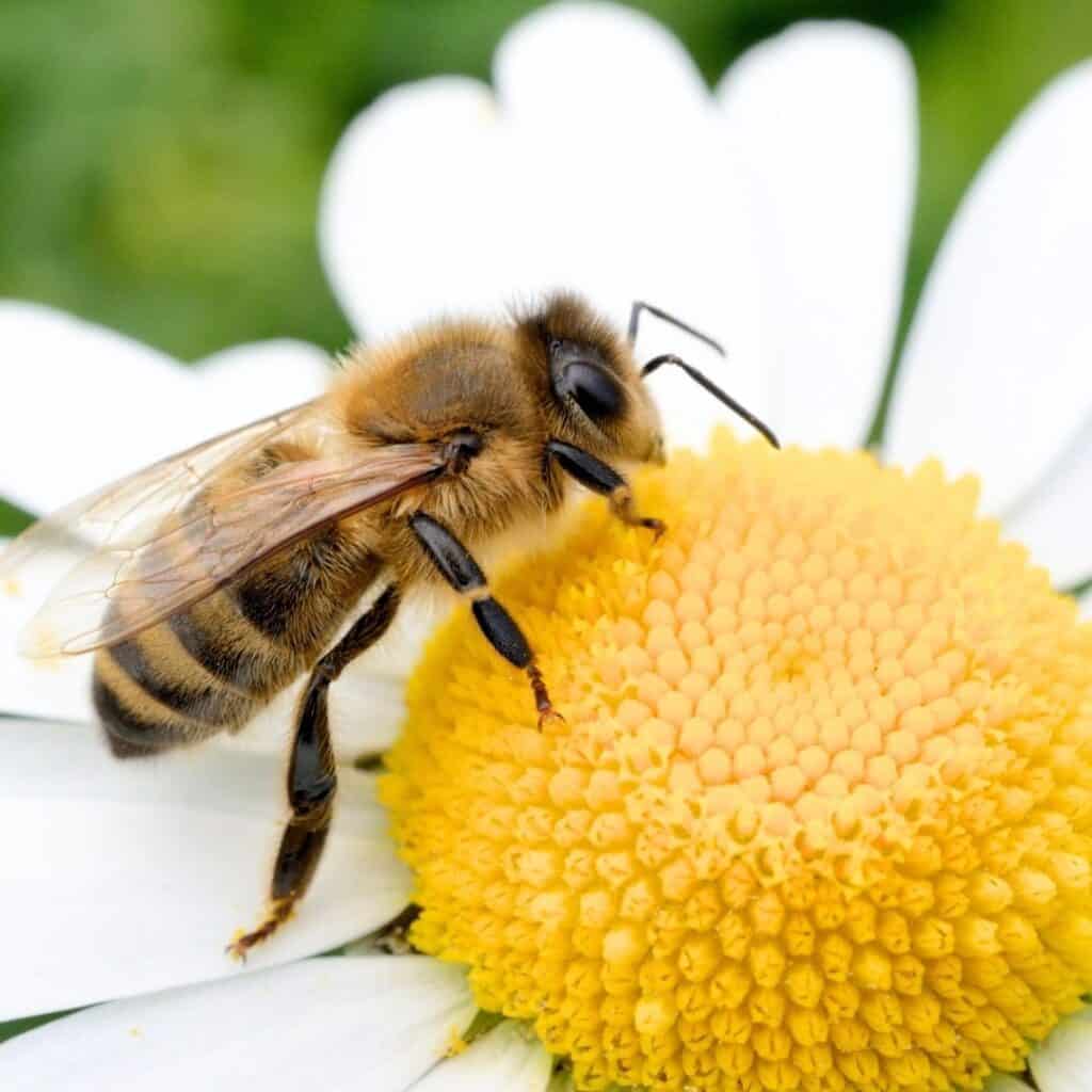 Close-up of a honeybee collecting pollen from a white daisy with a yellow center