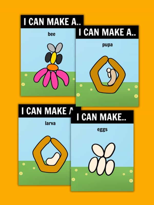 Life Cycle of a Bee Activity