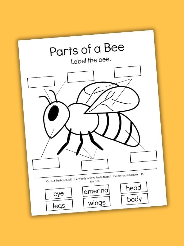 Parts of a Bee Preschool Worksheet (Free Printable)