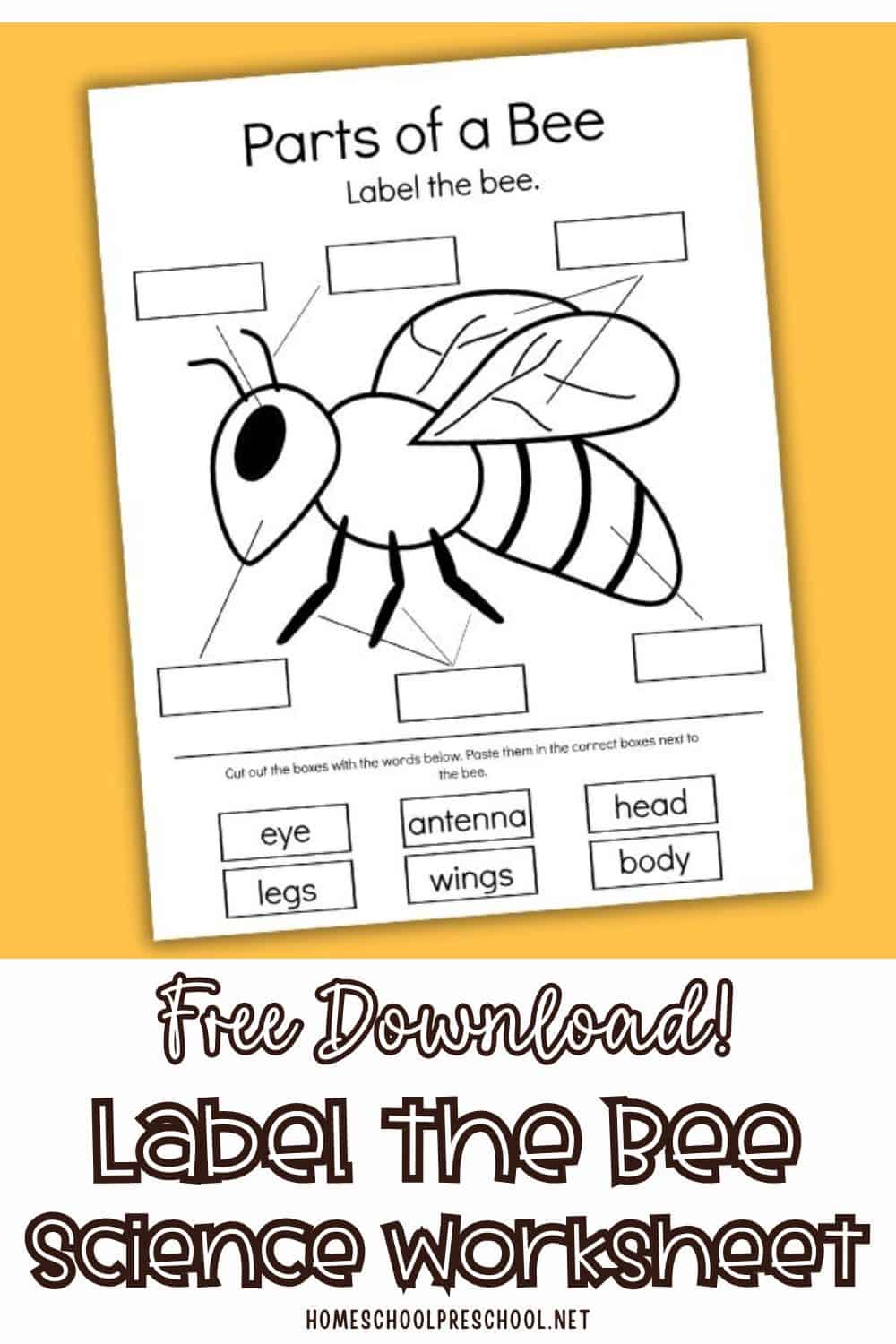 Free printable parts of a bee worksheet for preschoolers showing labeled diagram with head, eye, antenna, wings, legs, and body