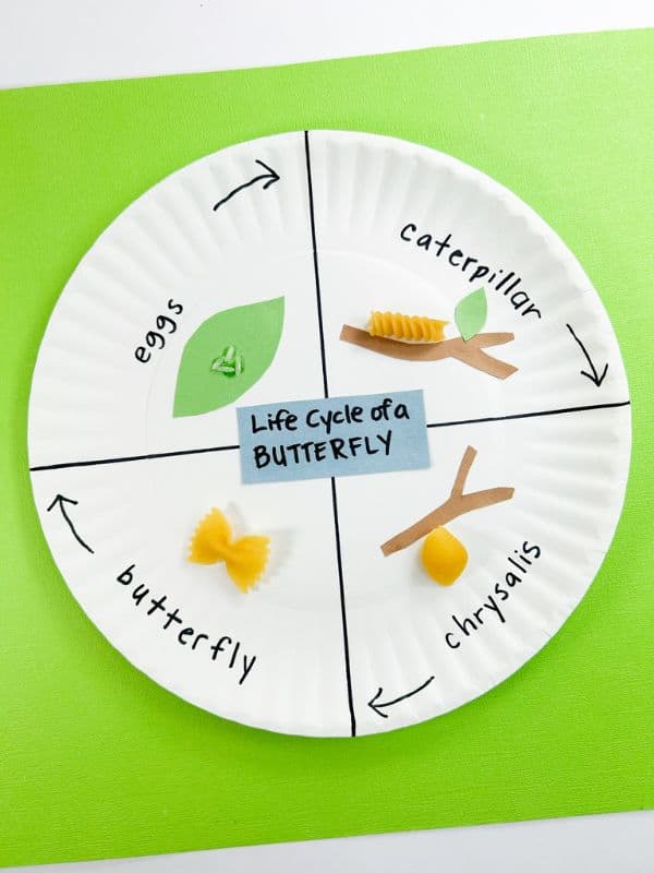 Butterfly Life Cycle Craft with Pasta