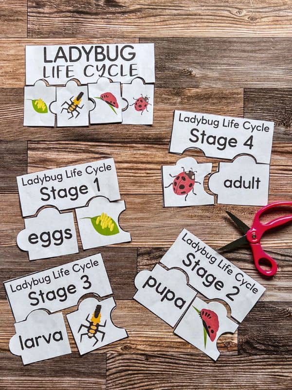 Ladybug Life Cycle Activity