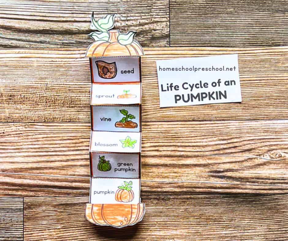 Pumpkin Life Cycle Activity