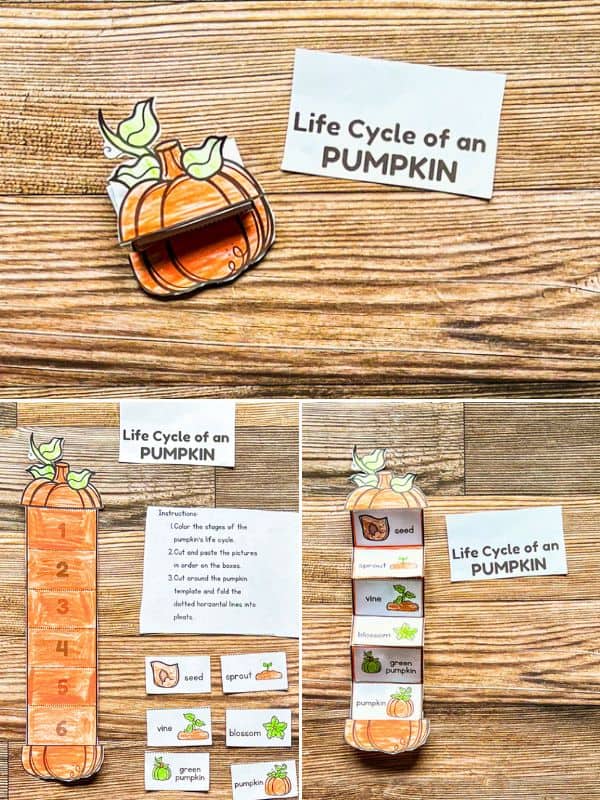 Pumpkin Life Cycle Activity