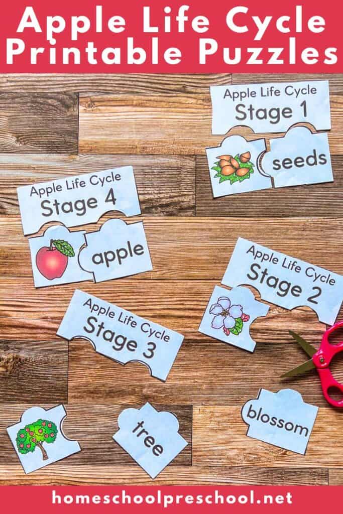 Apple life cycle printable puzzles showing 4 labeled stages with matching pictures and vocabulary words on a wooden background with scissors nearby.