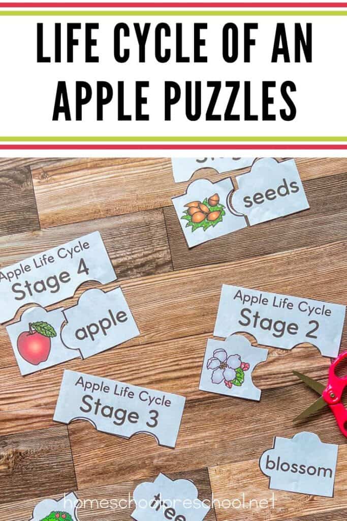 Life cycle of an apple puzzles shown on wood background with scissors. Each puzzle piece pairs a stage label with an image and vocabulary word.