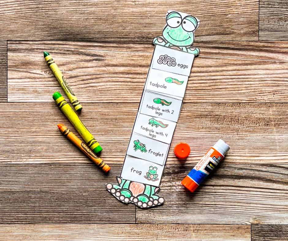 Completed frog life cycle craft with labeled stages, crayons, and glue stick on a wooden surface, showcasing final product.