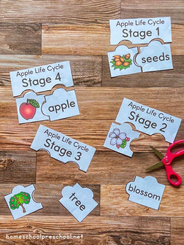 Apple Life Cycle Puzzles