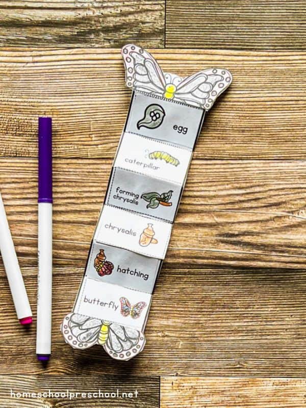 Butterfly Life Cycle Activity