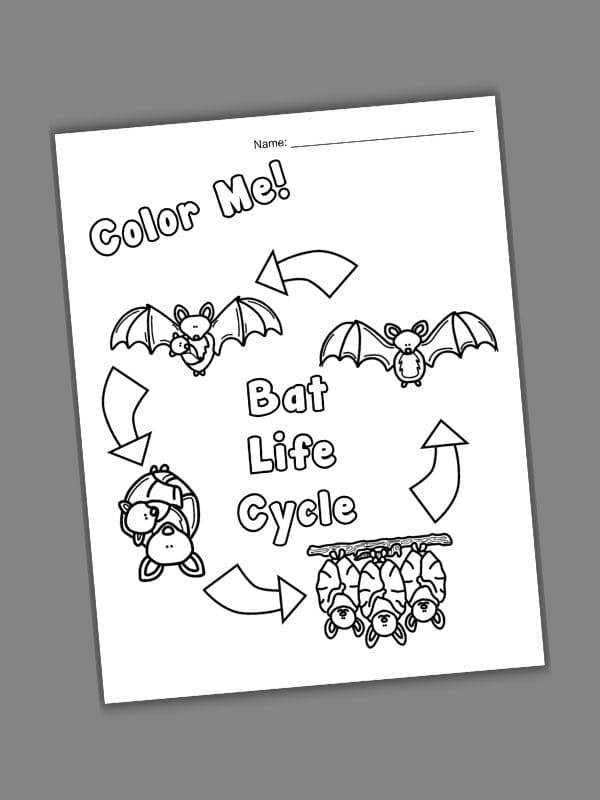 Bat Life Cycle Diagram