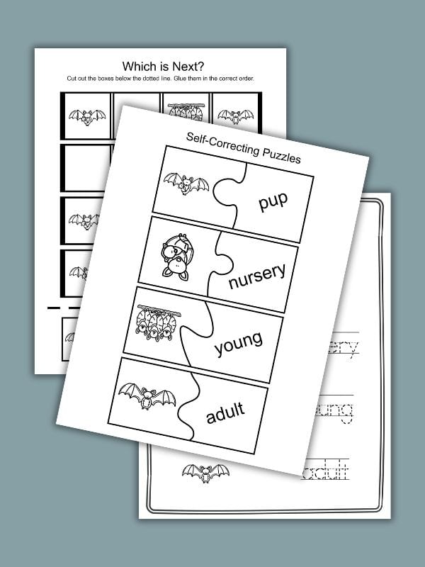 Bat Life Cycle Printable