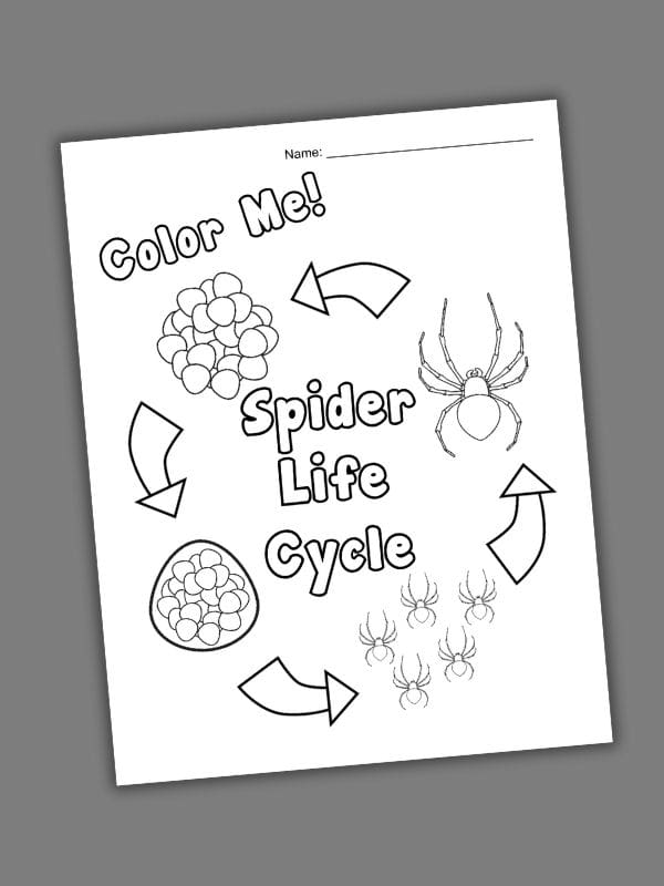 Spider Life Cycle Diagram