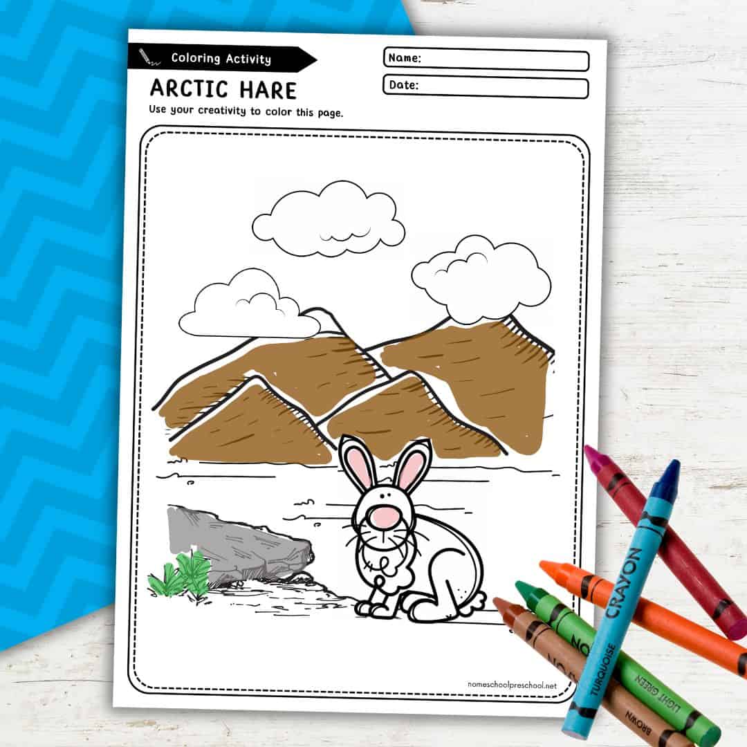 Arctic Hare Coloring Page
