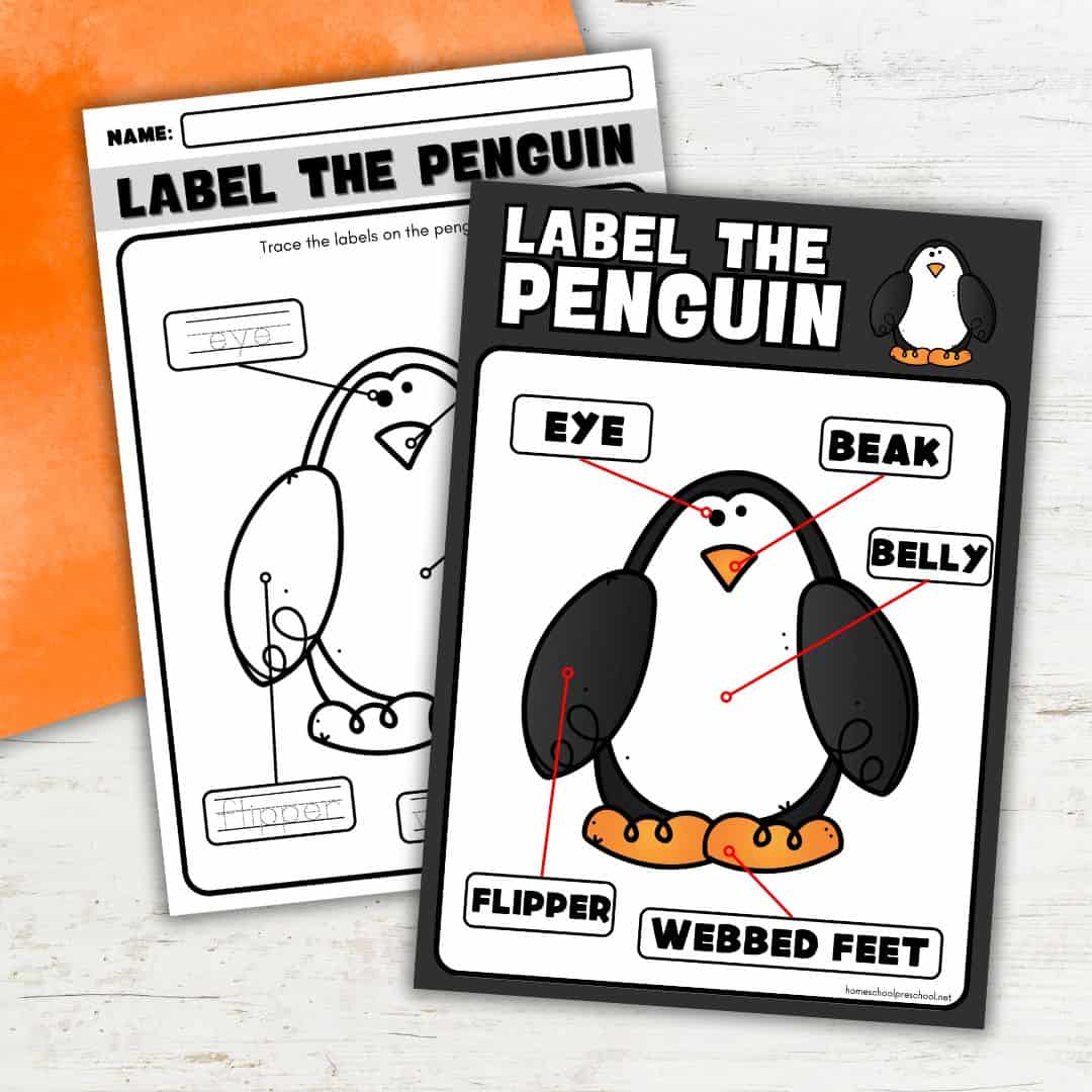 Parts of a Penguin Worksheet