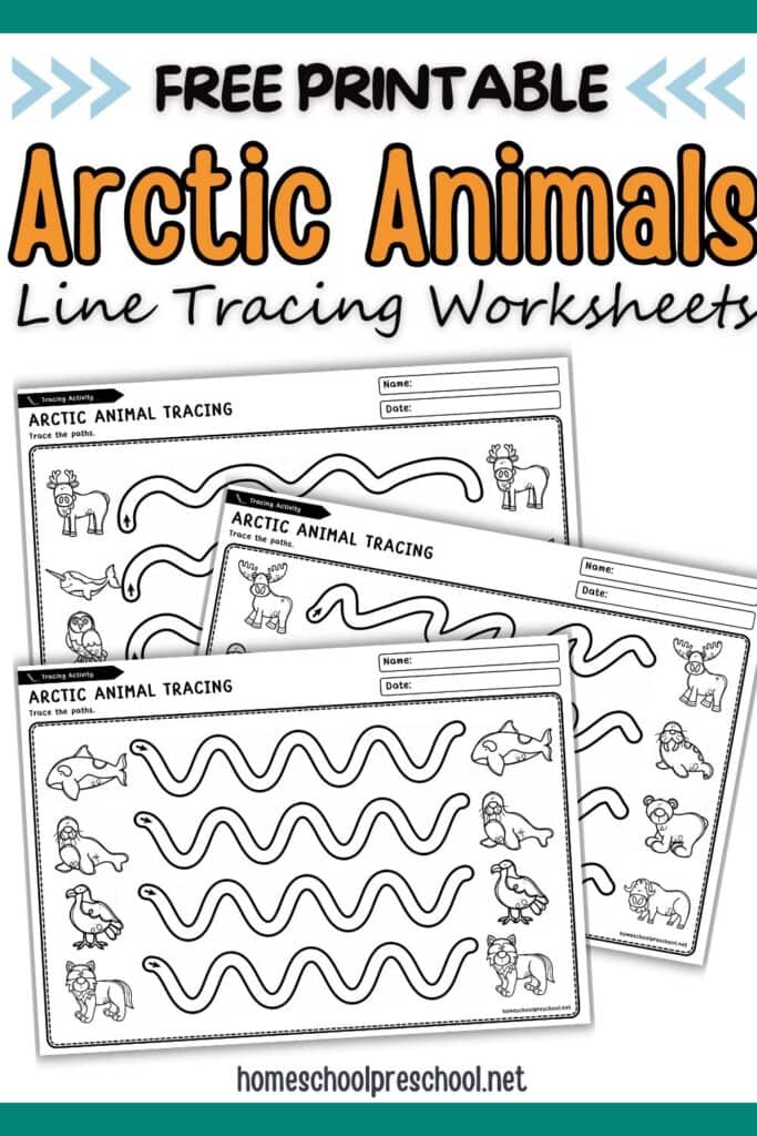 Arctic animal tracing worksheets printable with polar bear, seal, and walrus