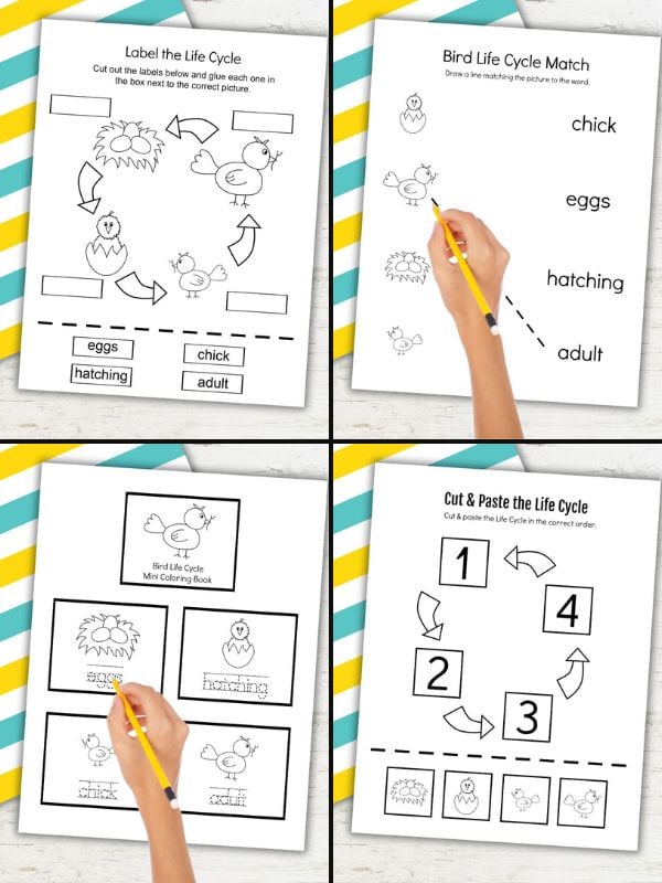 Life Cycle of a Bird Free Printable