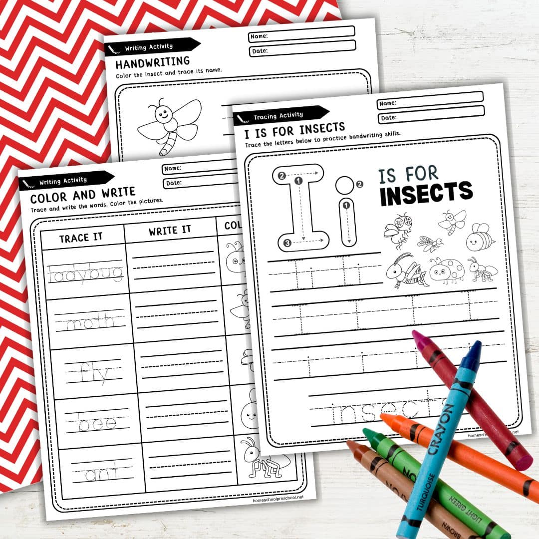 Insect Worksheets for Preschool