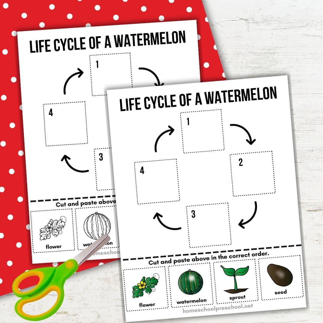Watermelon Life Cycle Worksheet