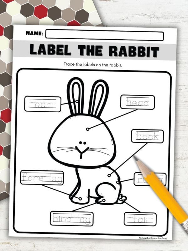 Parts of a Rabbit Worksheet