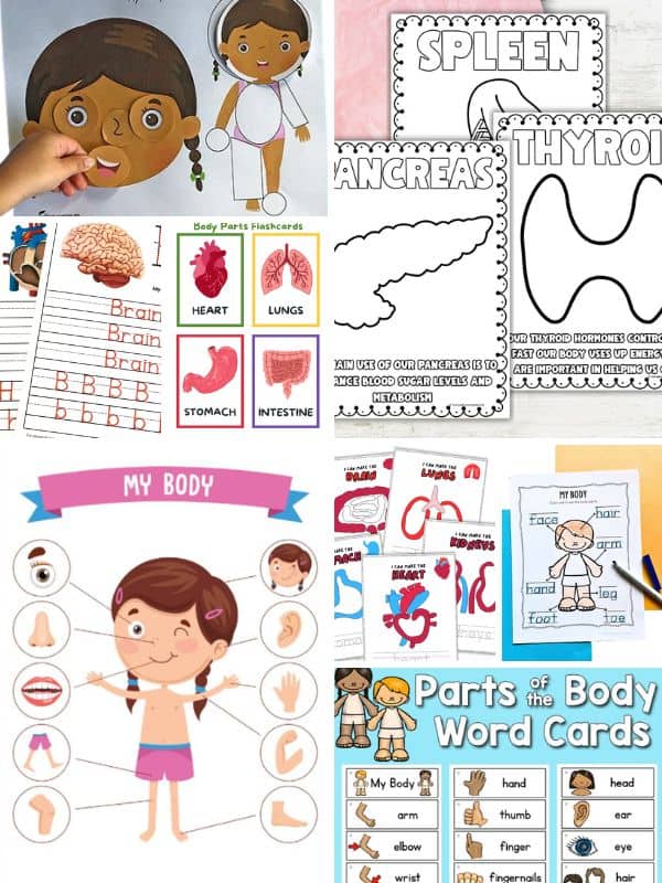 Body Parts Preschool Printables