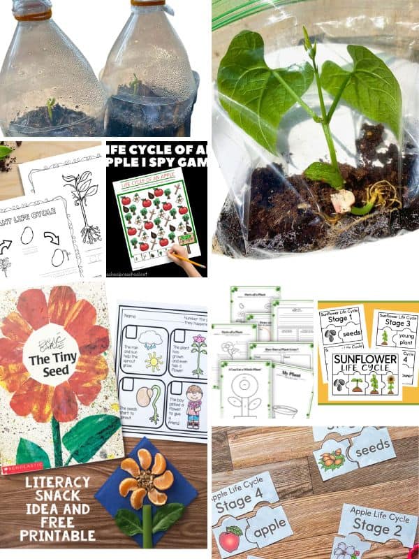 Life Cycle of Plants  for Preschoolers