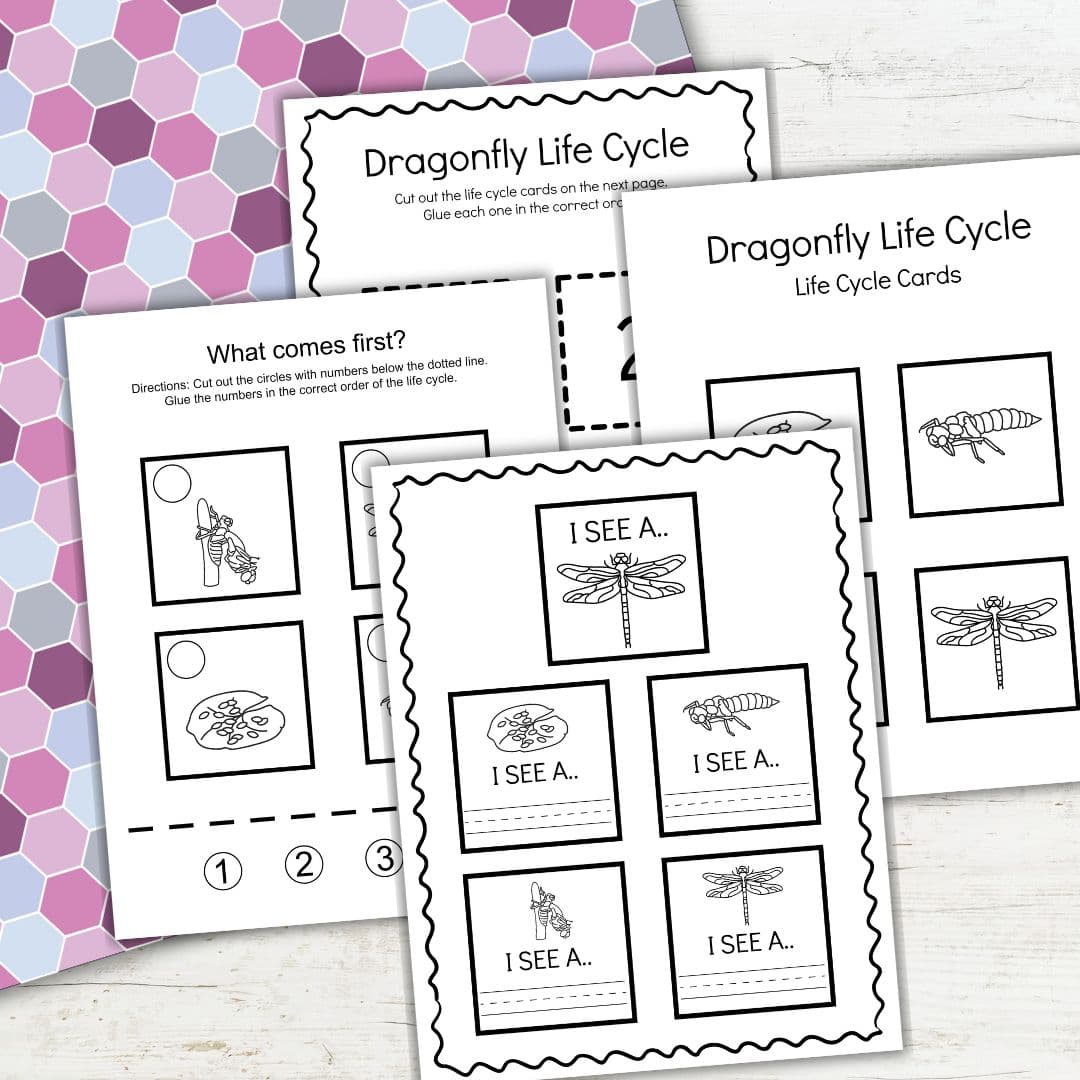 Dragonfly Life Cycle Worksheets
