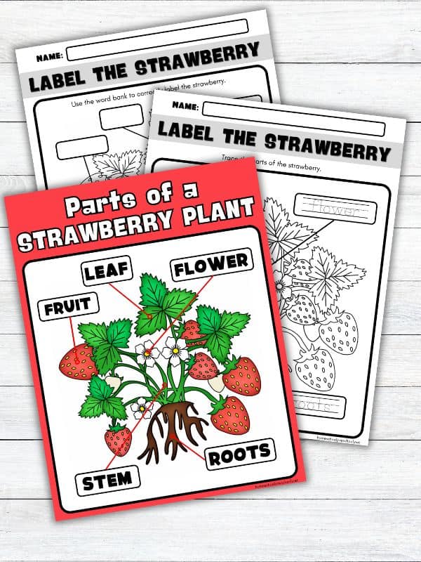 Parts of a Strawberry Plant