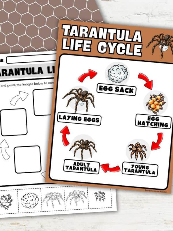 Tarantula Life Cycle Diagram