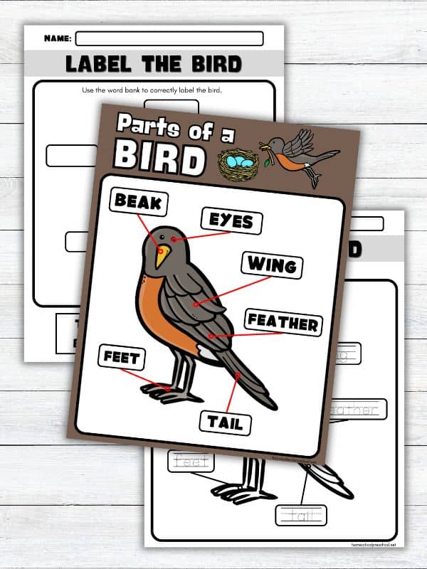 Printable Parts of a Bird Worksheet