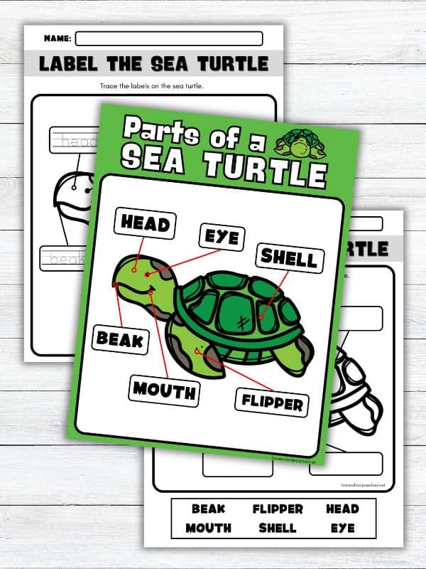 Parts of a Sea Turtle Worksheet