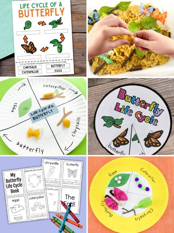The Ultimate Guide to Butterfly Science for Preschoolers