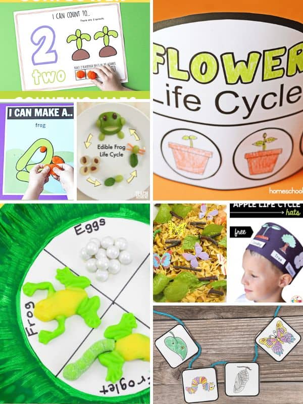 Simple and Fun Life Cycle Activities for Toddlers
