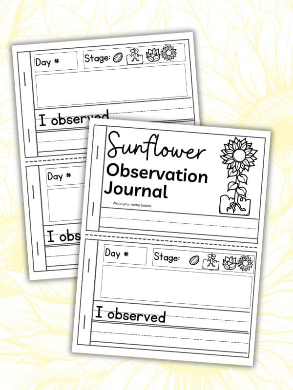 Sunflower Science for Preschoolers: Life Cycle Activities That Stick