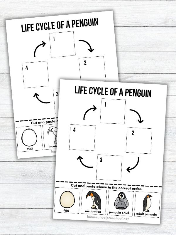 Life Cycle of a Penguin Worksheet