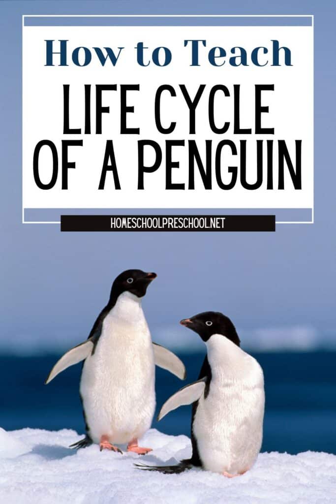 Life cycle of a penguin worksheet - free preschool printable with step-by-step teaching guide from HomeschoolPreschool.net